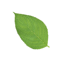 Leaf