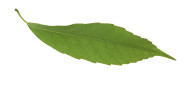 Leaf